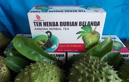 Khasiat air rebusan daun durian belanda. Beauty Shop 4 You: Teh Herba Durian Belanda