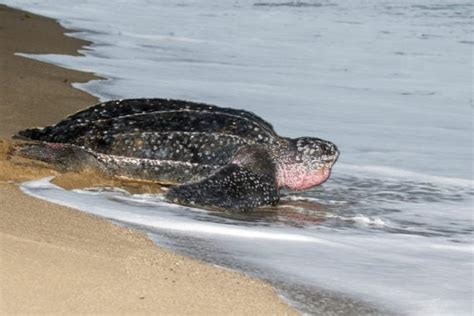 Leatherback Sea Turtle Fact And Info Guide American Oceans