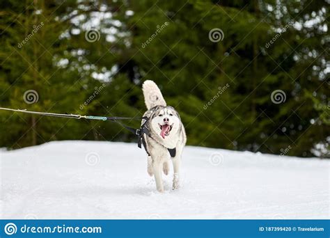 Running Husky Dog On Sled Dog Racing Stock Photo Image Of Competition