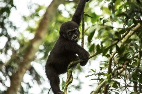 Explorando La Selva Tropical Del Congo Rhino Africa Blog
