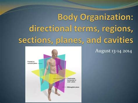 Ppt Body Organization Directional Terms Regions Sections Planes