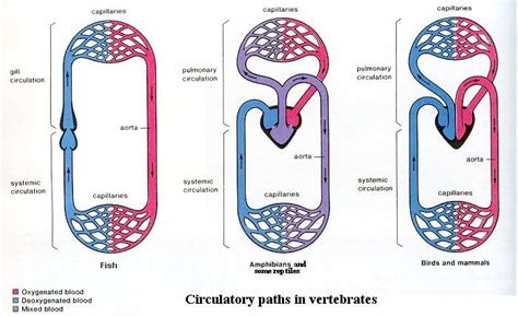 Circulatory system in various groups of animals can be classified as follows Age of Animals