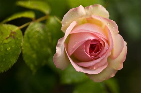 Filepink Rose Flower 14
