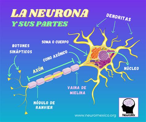 La Neurona Y Sus Partes Neuronas Neuroanatomia Neurotransmisores