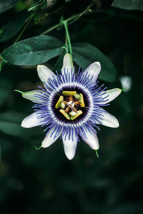 Rare Flower Pictures Download Free Images On Unsplash