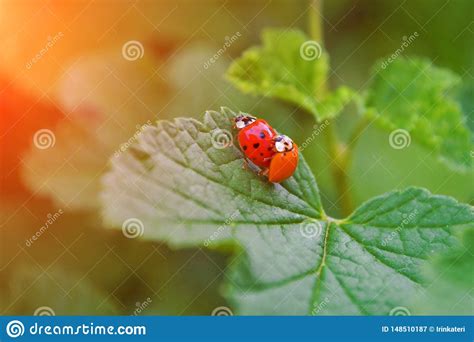 Two Red And Orange Ladybugs Is Mating On A Leaf Of Currant Bush One Of