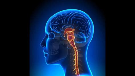 Para documentar la muerte cerebral se debe demostrar el cese de la función cortical y troncoencefálica de forma irreversible, para lo cual es necesario comprobar los siguientes hallazgos. Criterios de muerte cerebral : Todo lo que debes saber