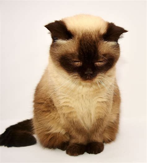 Hd Wallpaper Siamese Cat British Shorthair Pet Mieze Short Hair