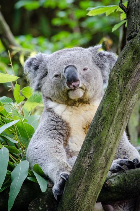 무료 이미지 자연 야생 생물 동물원 포유 동물 동물 상 척골가 있는 위로 코알라 유대 동물 호주 사람들