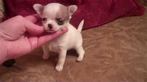 Teacup Tiny Male Short Coat Chihuahua Applehead Micro Puppy Houston