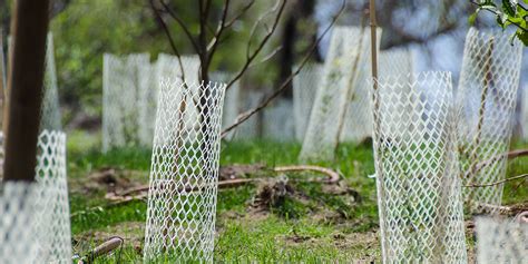 How To Protect Trees And Shrubs From Winter Damage Wallacegardencenter