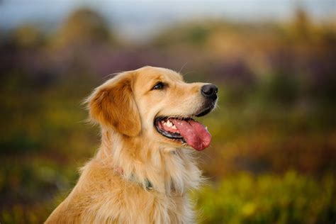 Los 18 Perros Más Inteligentes La Mente Es Maravillosa
