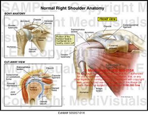 Download 708 shoulder diagram stock illustrations, vectors & clipart for free or amazingly low rates! Medivisuals Normal Right Shoulder Anatomy Medical Illustration