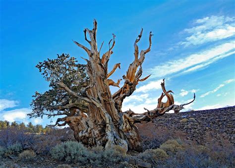 Discover The Oldest Bristlecone Pine Older Than The Great Pyramids