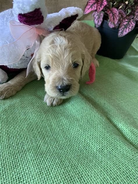 This page features the stunning selection of pups we currently have available. Goldendoodle Puppies for Sale in Florida by Love My ...