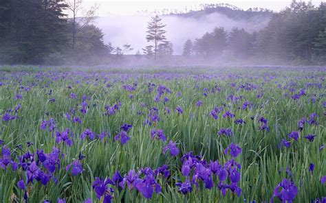 Purple Irises Wallpapers Wallpaper Cave