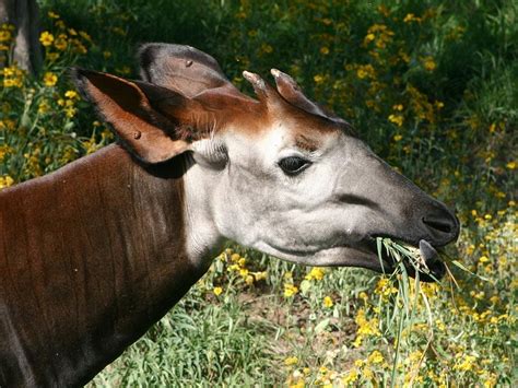 Okapi Denver Zoo