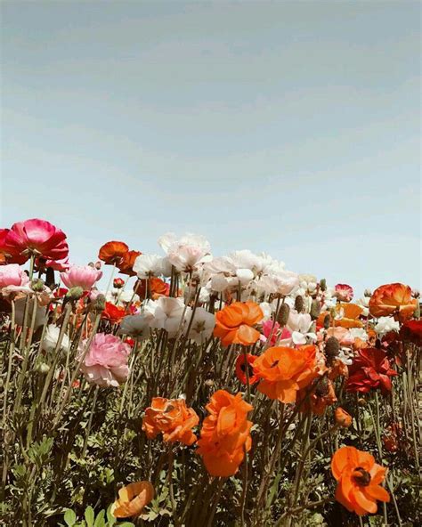 ̗̀ Lillianrose ̖́ Flower Aesthetic Summer Nature Photography