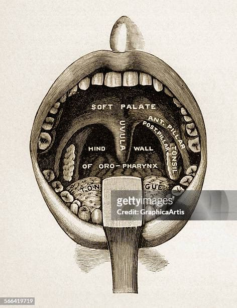 Human Mouth Anatomy Photos And Premium High Res Pictures Getty Images