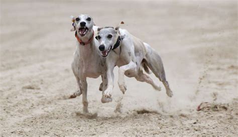Whippet Dog Breed Information And Images K9 Research