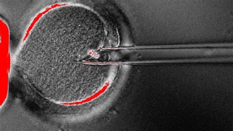 Britain Approves Creation Of Three Person Embryos The Stream