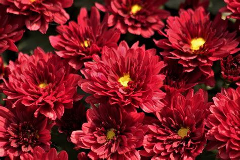 Red Chrysanthemum Flowers Close Up Free Stock Photo Public Domain