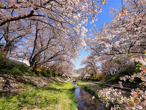 Pictures Tokyo Japan Spring Nature Parks Flowering Trees
