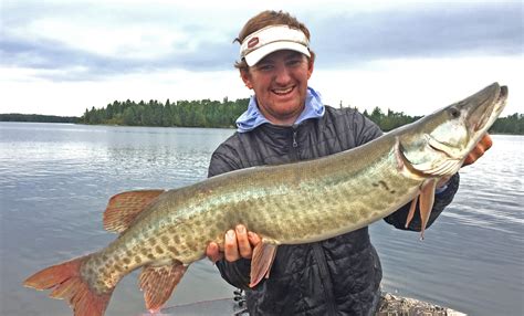 Maybe you would like to learn more about one of these? Muskellunge Information, and Hd pictures all details