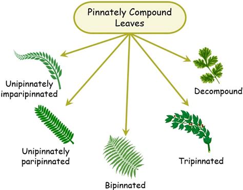 Difference Between Simple And Compound Leaves With Comparison Chart