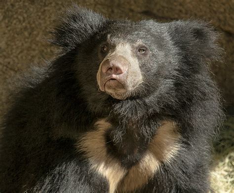 Sloth Bear San Diego Zoo Wildlife Explorers