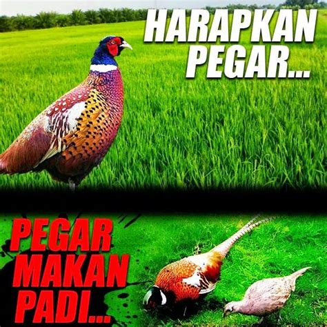 Biasakan yang betul, betulkan yang biasa. Raja Putih IV | Nengrat Zahid | Ziyad : BETULKAN YANG ...