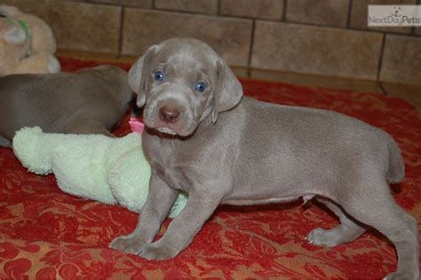 We currently have a litter of weimaraner puppies for sale, two blue male, three blue females, and one silver male. Weimtime: Weimaraner puppy for sale near Greensboro, North ...
