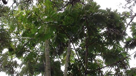 260 tamarind fruit stock video clips in 4k and hd for creative projects. Forum: Tamarind Trees