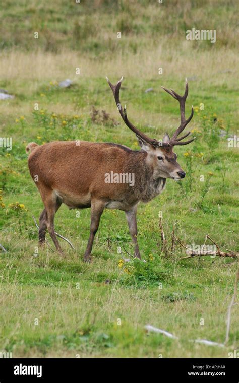 Red Deer Stag In The Highlands Of Scotland Stock Photo Alamy