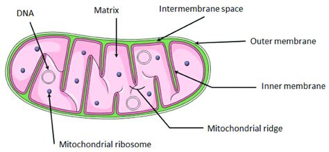 Structure Of Mitochondria The Mitochondrion Is Composed Of A Double