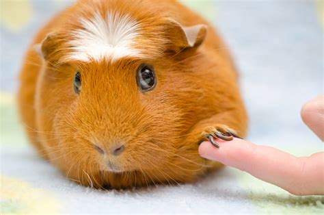 Guinea Pig Tricks Even You Can Teach Them Small Pet Select