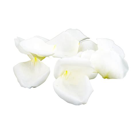 White Petals Natural Rose Flower Flowers Photography Plant Png