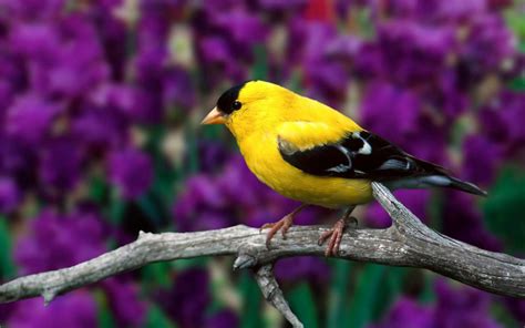 Qoltuq Yaramaz Hermoso Pajarito Amarillo En Una Rama Aves Exóticas