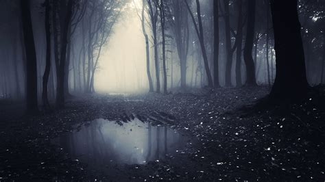 Perfect screen background display for desktop, iphone, pc. Download This Free Dark Forest Tablet Wallpaper In HD Or ...