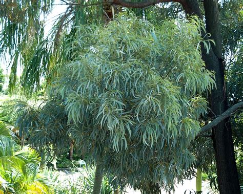 Gardensonline Acacia Harpophylla