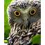 The Coal Point Chronicle On Prowl For Powerful Owl