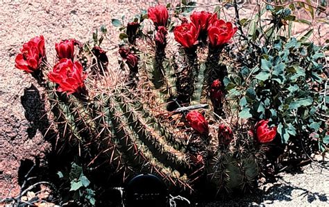 Echinocereus Coccineus Var Arizonicus Arizona Hedgehog Cactus