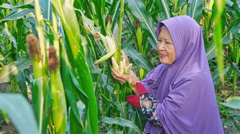 mimpi memetik jagung