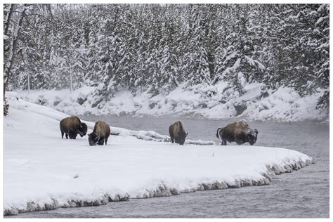 3 Ways To Explore Yellowstone In The Winter
