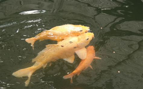 Jika kamu alami mimpi semacam ini, jadi ini berarti. 15 Arti Mimpi Melihat Ikan Mas Kuning besar di Kolam ...