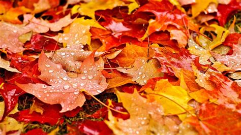 Fall Leaves Wallpapers Top Free Fall Leaves Backgrounds Wallpaperaccess