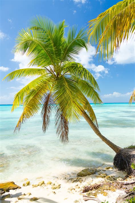 Palm Tree And The Sea Free Stock Photo Public Domain Pictures