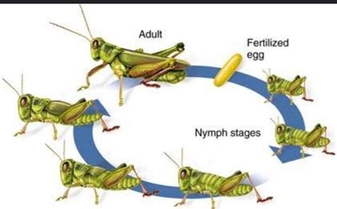 Cricket Life Cycle