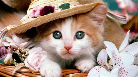 Cat Pictures - All Time Favorite Images of Cats