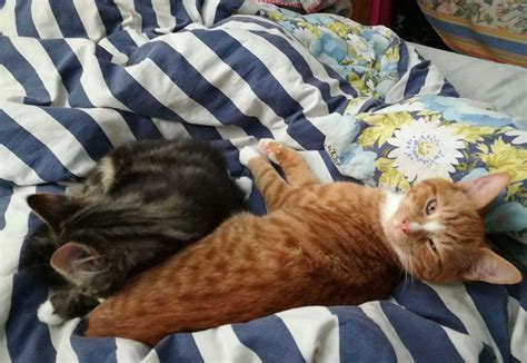 He seems to be in a lot of pain right now. Family 'devastated' after young cat shot and put to sleep